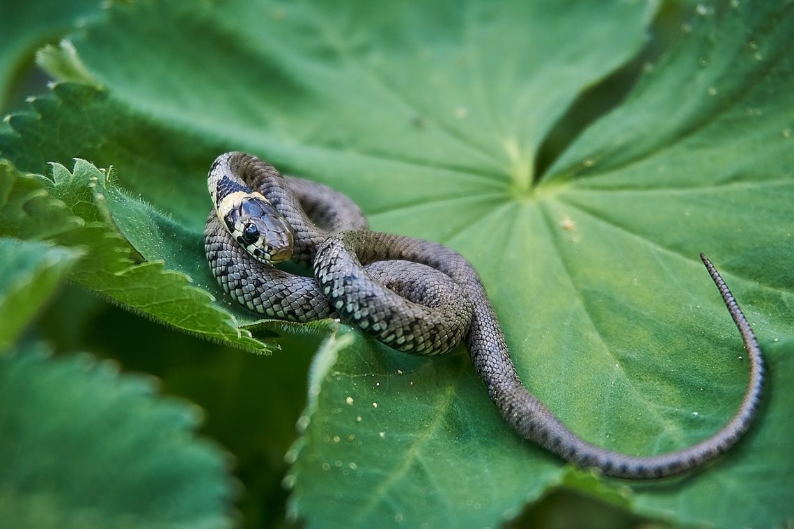 snake on a leaf