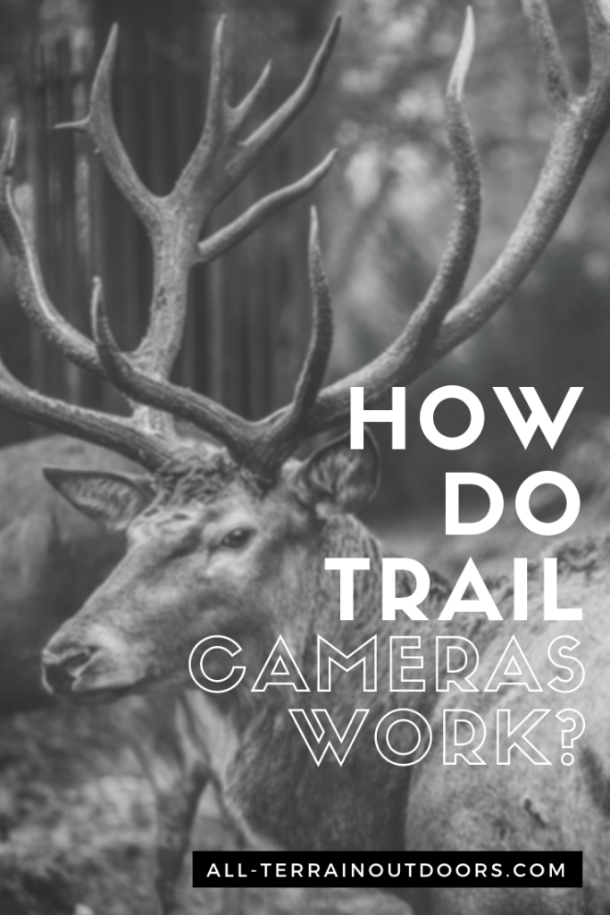 how do trail cameras work